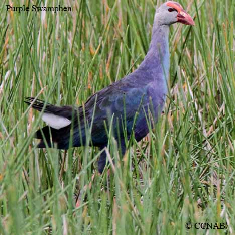 Purple Swamphen