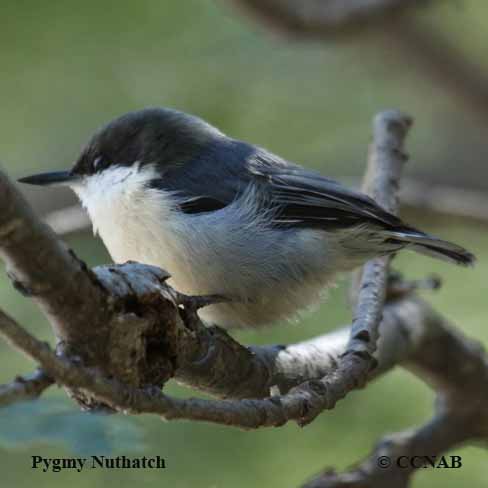 Pygmy Nuthatch