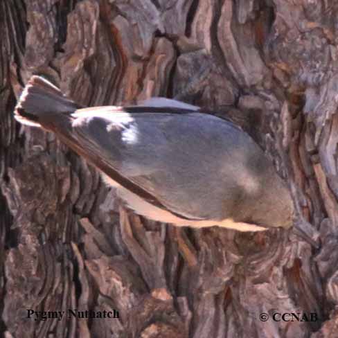 Pygmy Nuthatch