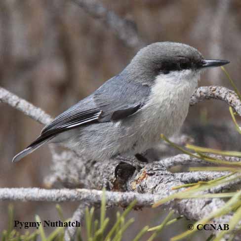 Pygmy Nuthatch