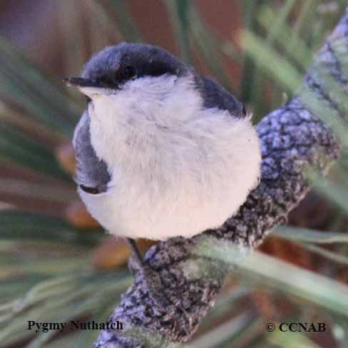 Pygmy Nuthatch