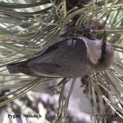 Birds of North America