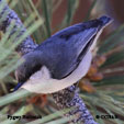 Pygmy Nuthatch range map