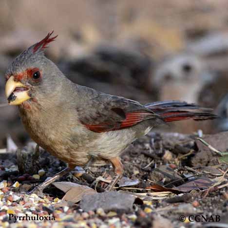 Pyrrhuloxia