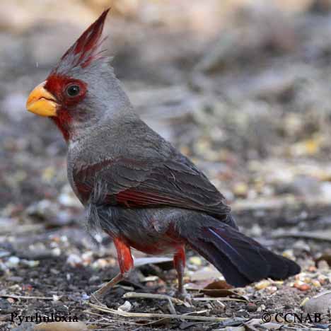 Pyrrhuloxia