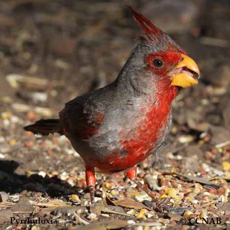 Pyrrhuloxia