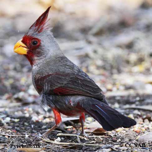 Pyrrhuloxia