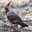 Pyrrhuloxia