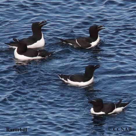 Razorbill