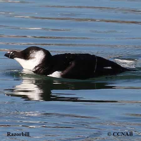 Razorbill