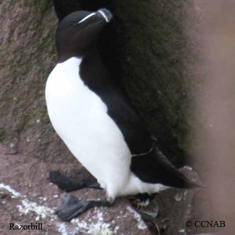 Razorbill