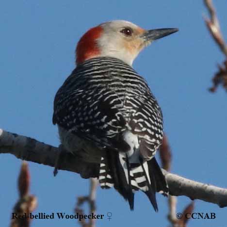 Red-bellied Woodpecker