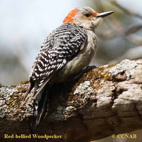 Red-bellied Woodpecker