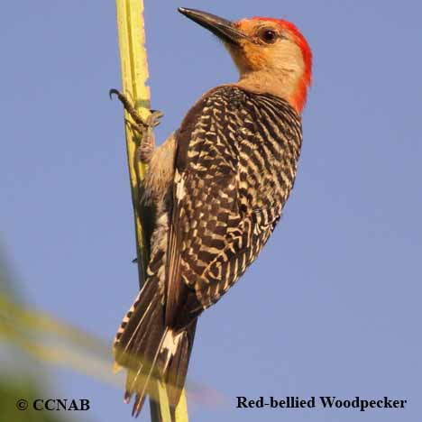 Red-bellied Woodpecker