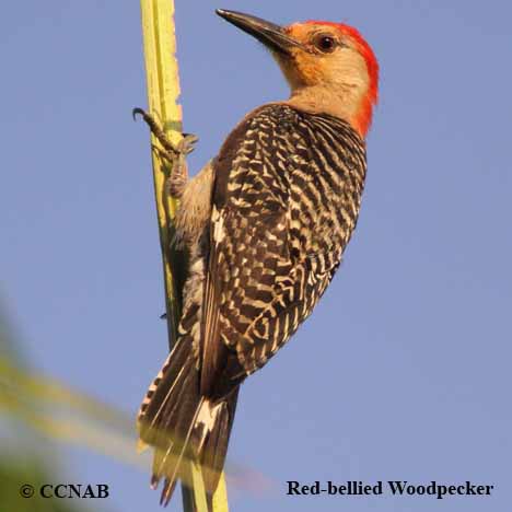 Birds of North America