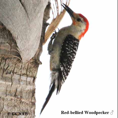 Red-bellied Woodpecker