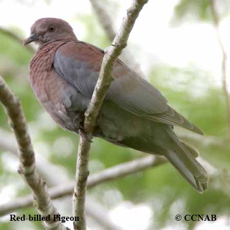 Red-billed Pigeon