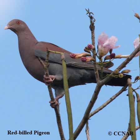 Red-billed Pigeon