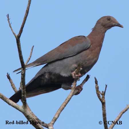 Red-billed Pigeon