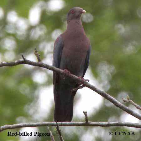 Red-billed Pigeon