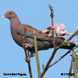 Red-billed Pigeon