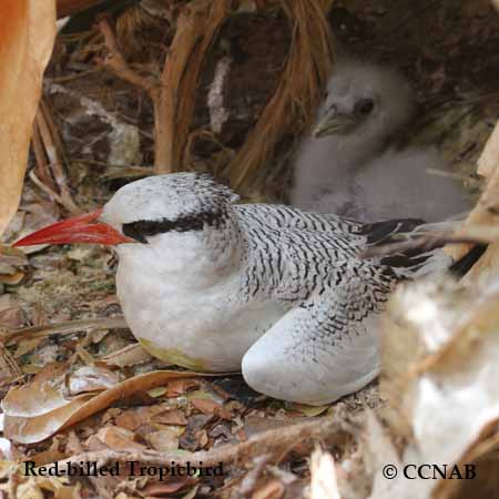 Red-billed Tropicbird