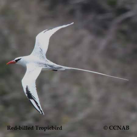 Red-billed Tropicbird