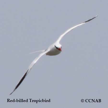 Red-billed Tropicbird