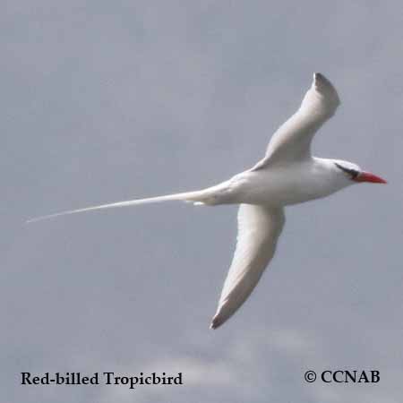 Red-billed Tropicbird