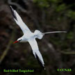 Red-billed Tropicbird range map