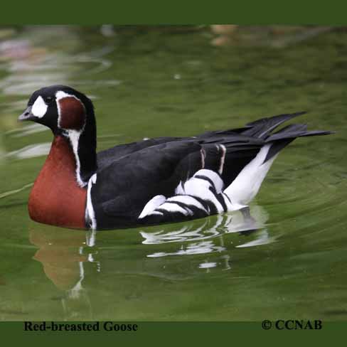 Red-breasted Goose