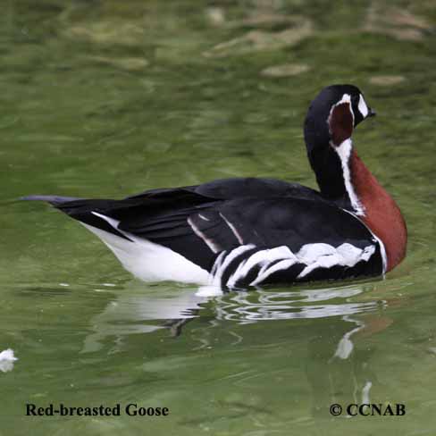 Red-breasted Goose