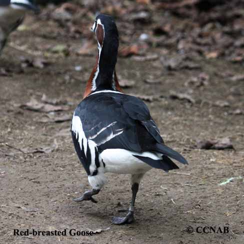 Red-breasted Goose