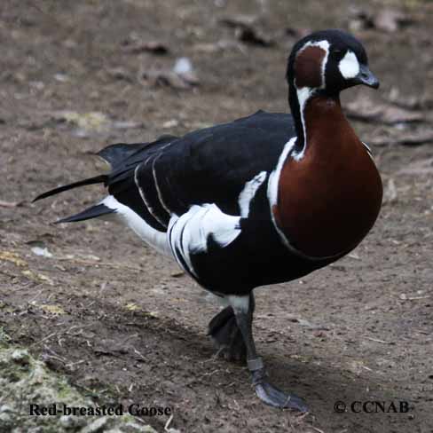 Red-breasted Goose