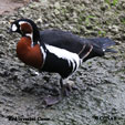 Red-breasted Goose