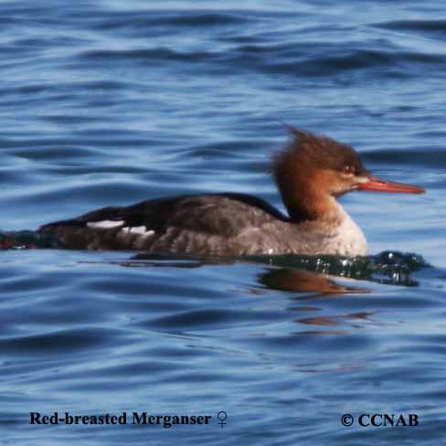 Red-breasted Merganser