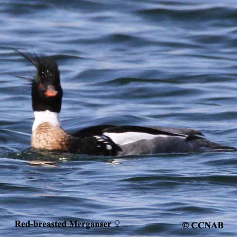 Red-breasted Merganser