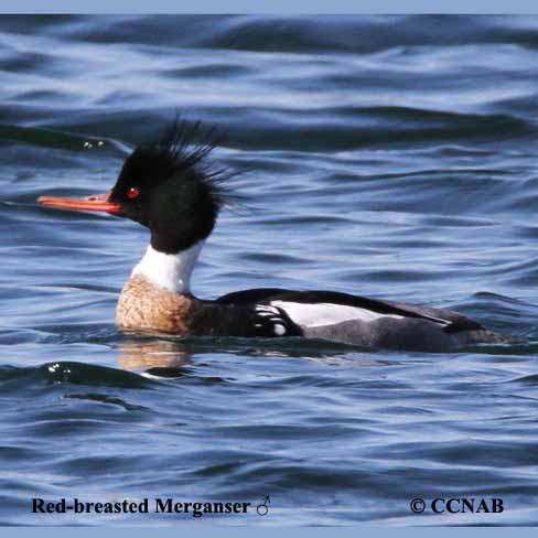 Red-breasted Merganser