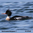 Red-breasted Merganser range map