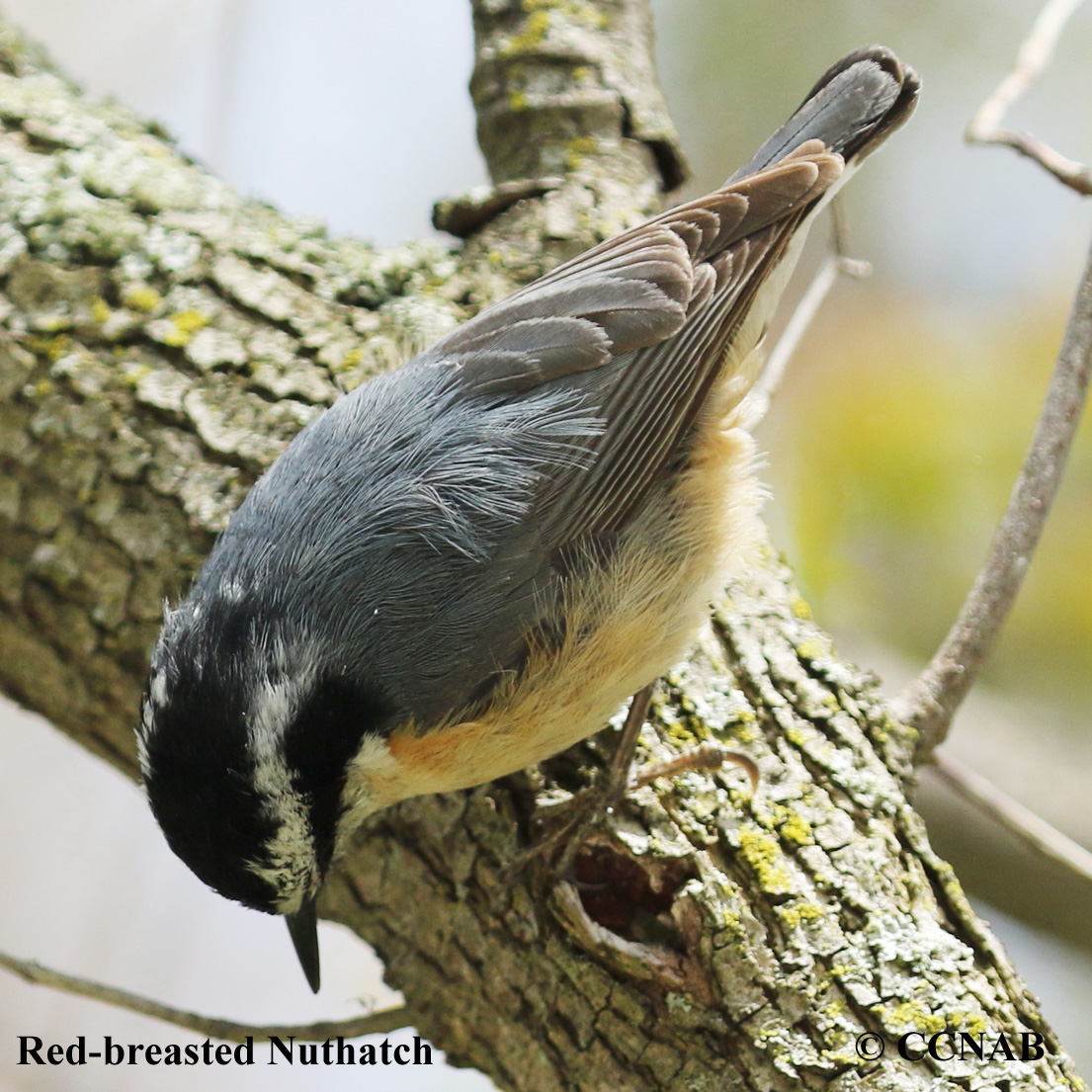 Red-breasted Nuthatch