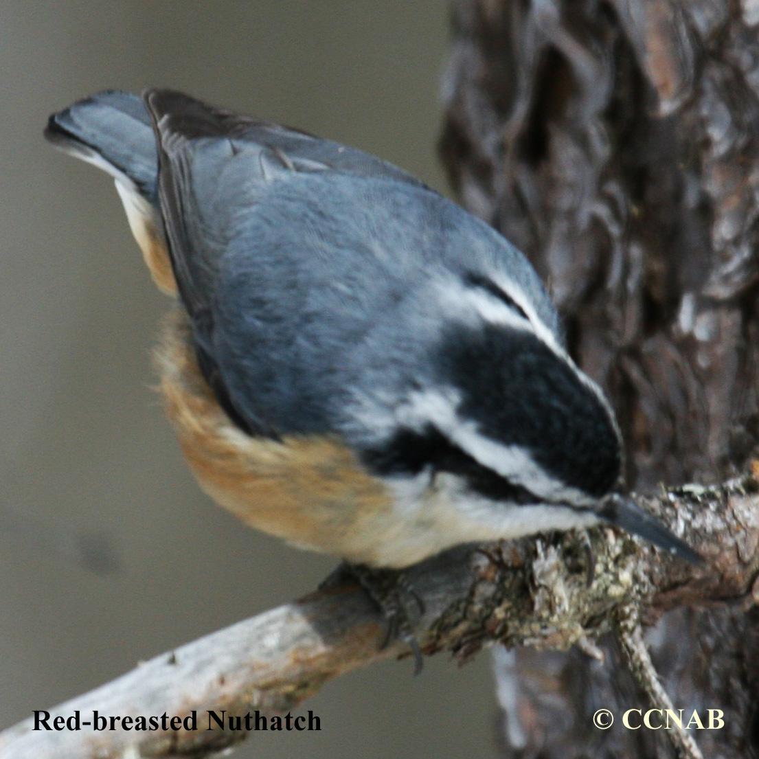 Red-breasted Nuthatch