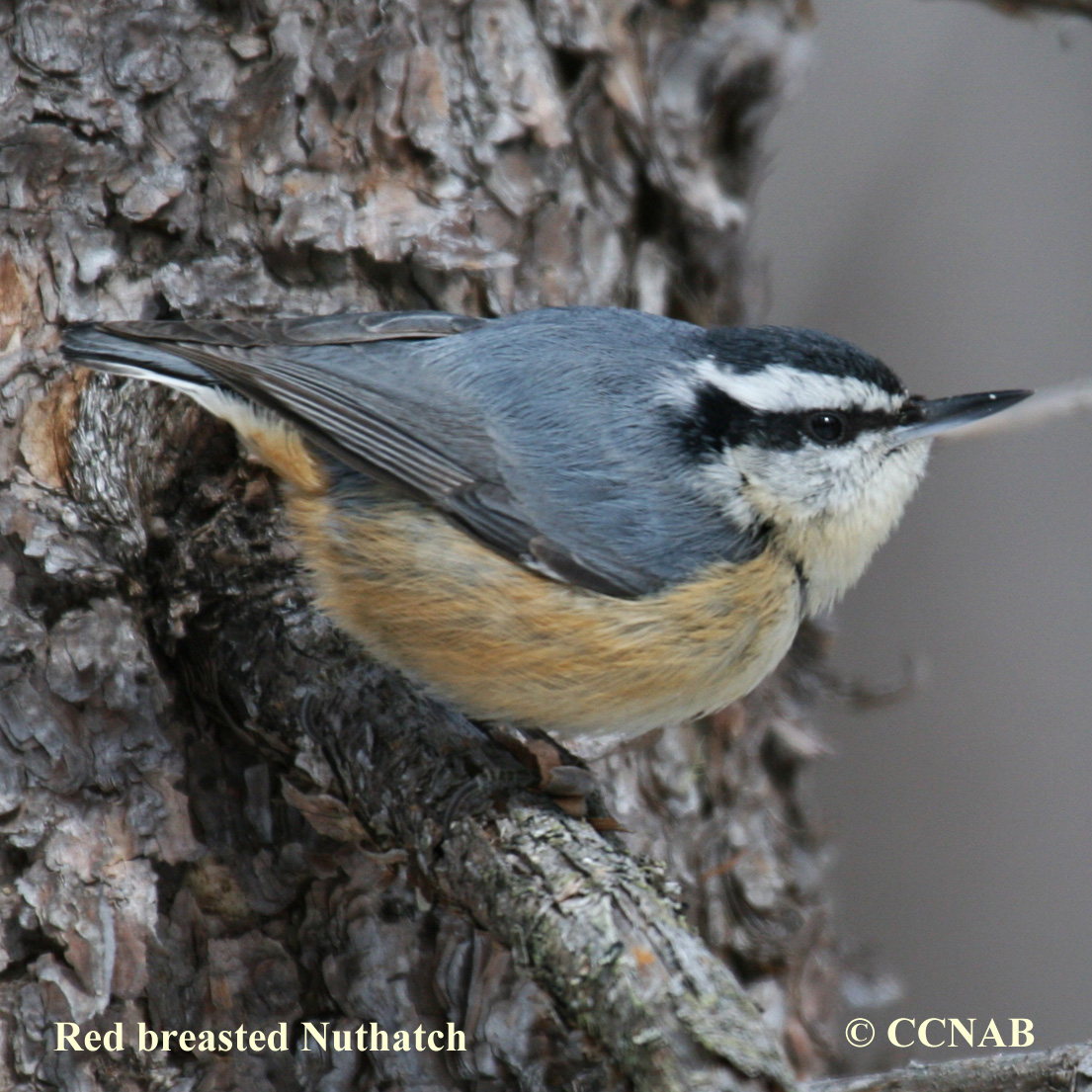 Red-breasted Nuthatch