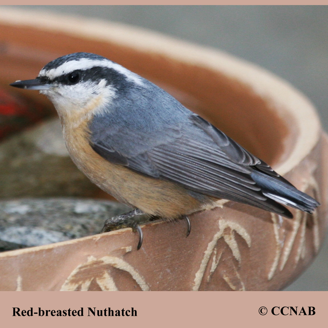 Red-breasted Nuthatch