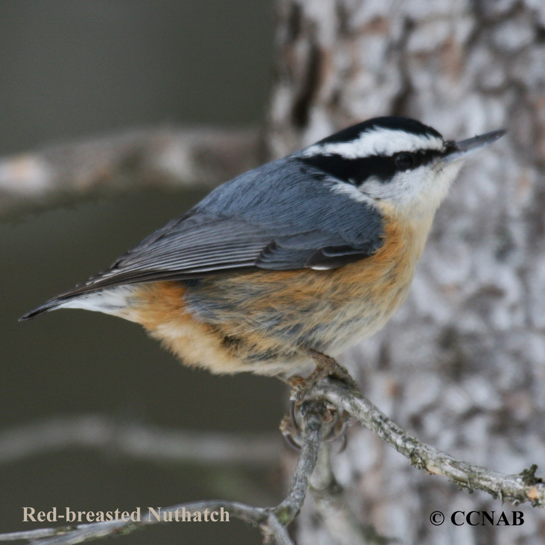 Birds of North America