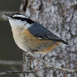 Red-breasted Nuthatch range map