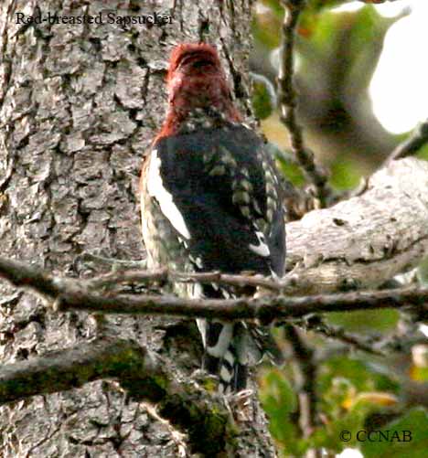 Red-breasted Sapsucker