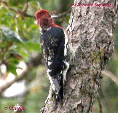 Red-breasted Sapsucker