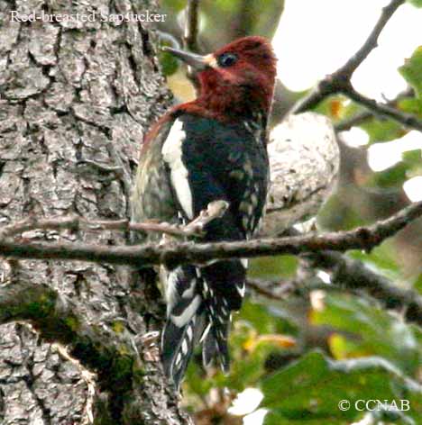 Red-breasted Sapsucker