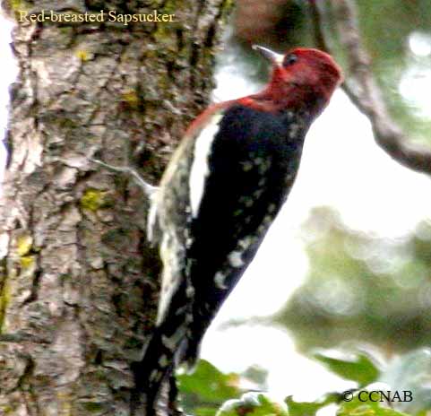 Red-breasted Sapsucker