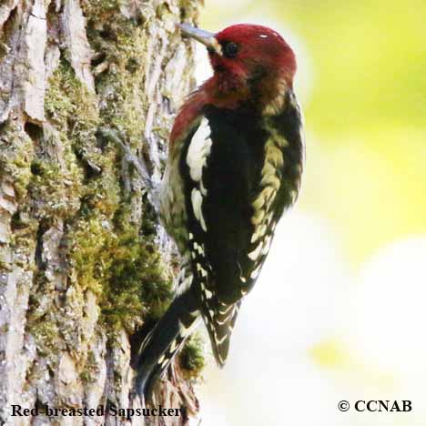 Birds of North America